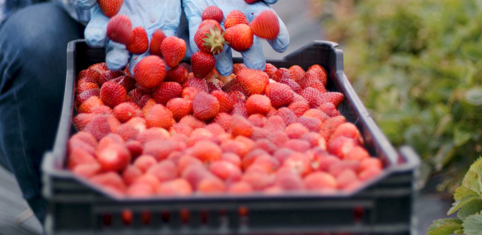 fresas_slide